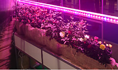 Светодиодный светильник для растений GLF1-600-8BT-FITO, спектр для фотосинтеза, 1/30